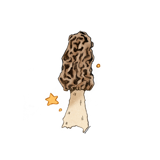 Morel Mushroom Sticker