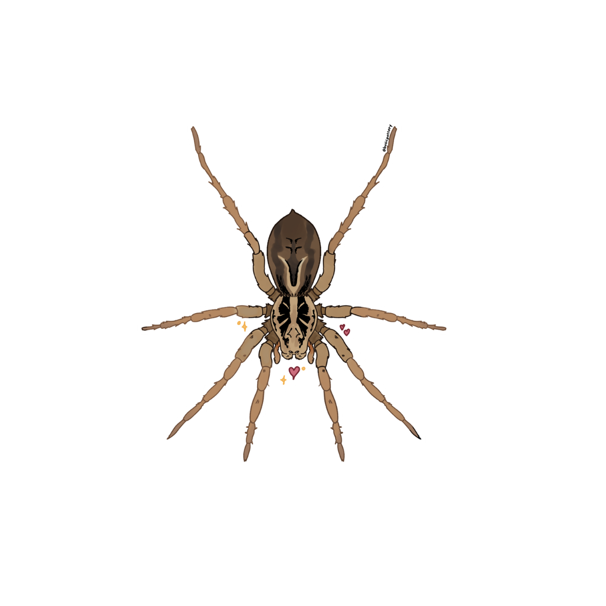 Wolf Spider Sticker