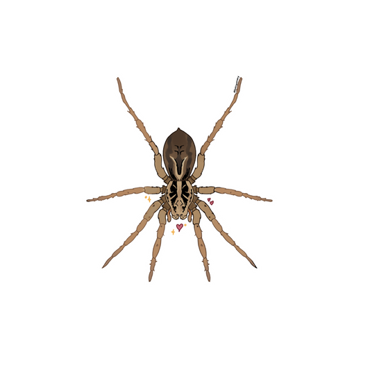 Wolf Spider Sticker